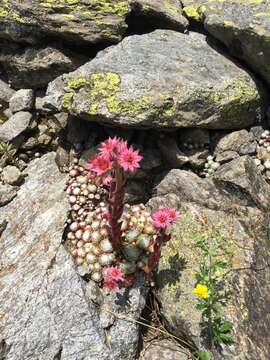 Image of Cobweb Houseleek