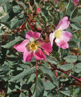 Plancia ëd Rosa glauca Pourret