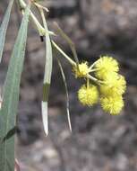 Image of Acacia neriifolia A. Cunn. ex Benth.