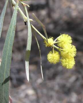 Imagem de Acacia neriifolia A. Cunn. ex Benth.