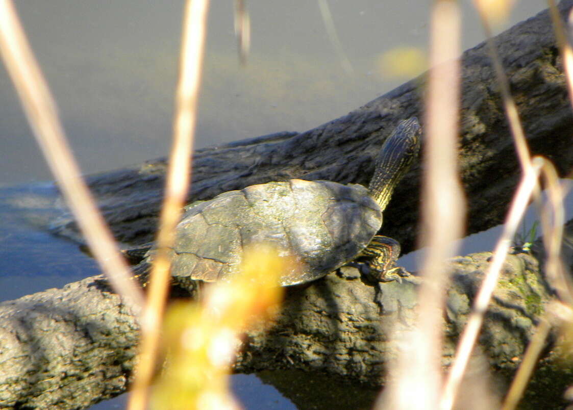 Image of Texas Map Turtle