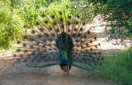 Image of Pavo Linnaeus 1758