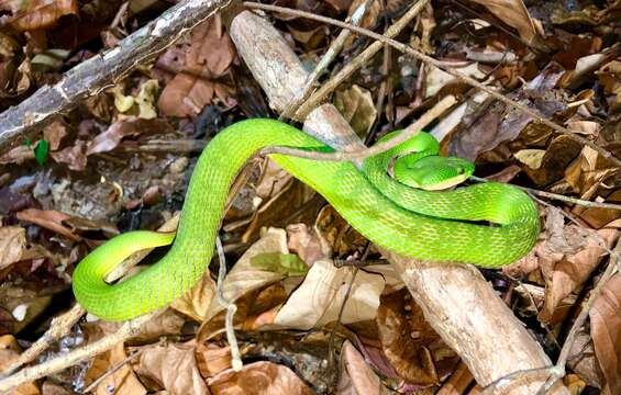 صورة Trimeresurus insularis Kramer 1977