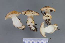 Image of Cortinarius cremeolina Soop 2001