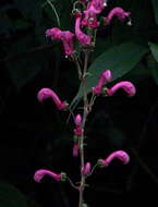 Image of Centropogon urubambae E. Wimm.