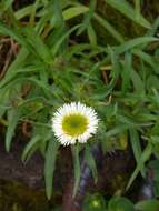 Слика од Erigeron morrisonensis Hayata