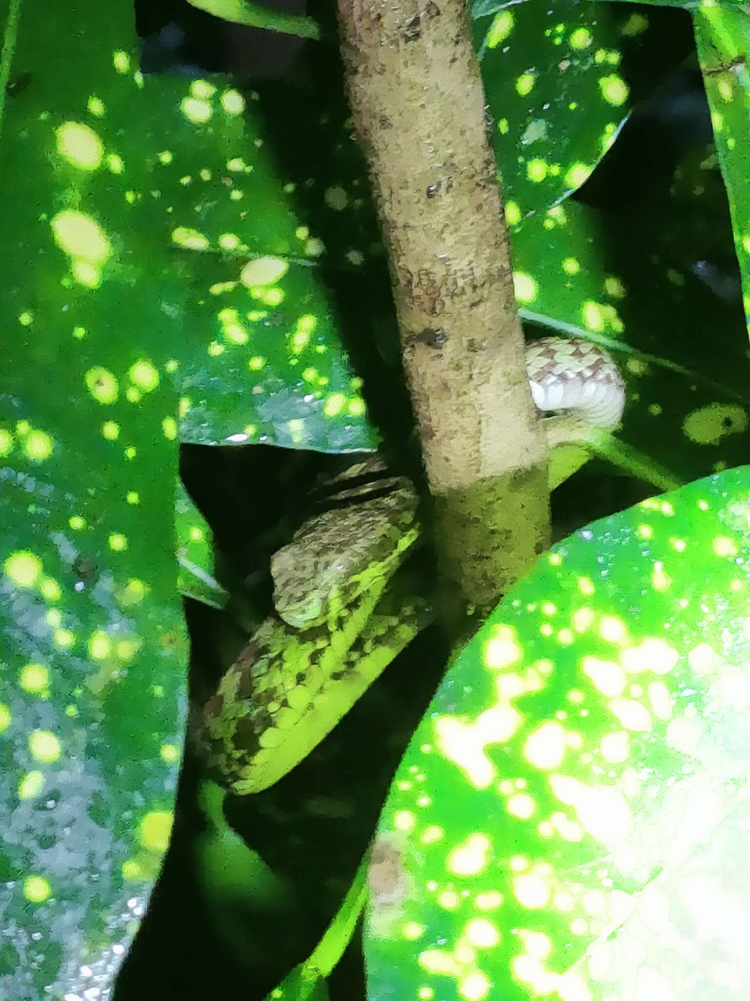 Image of Beautiful pitviper