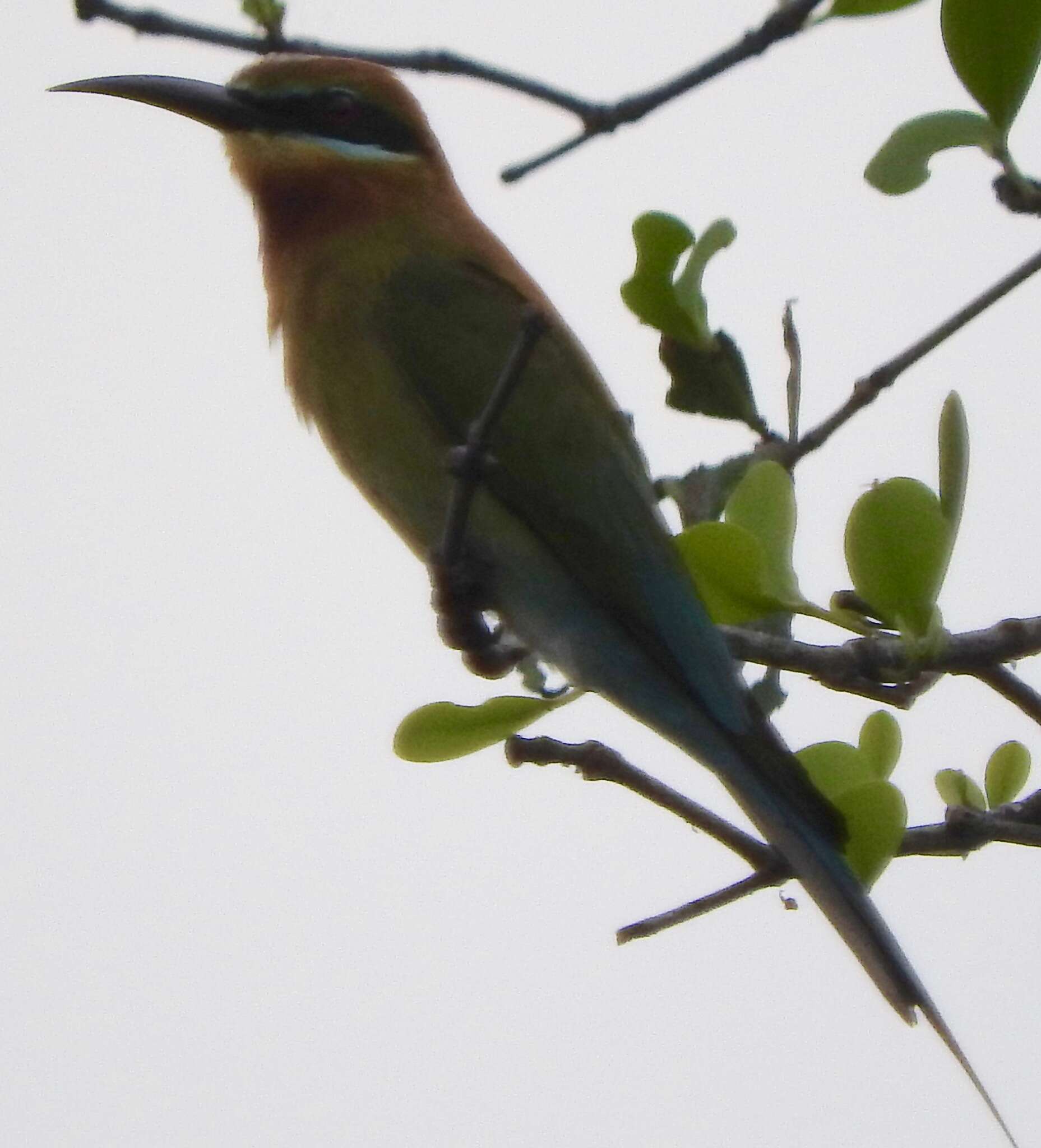 Image of Blue-tailed Bee-eater