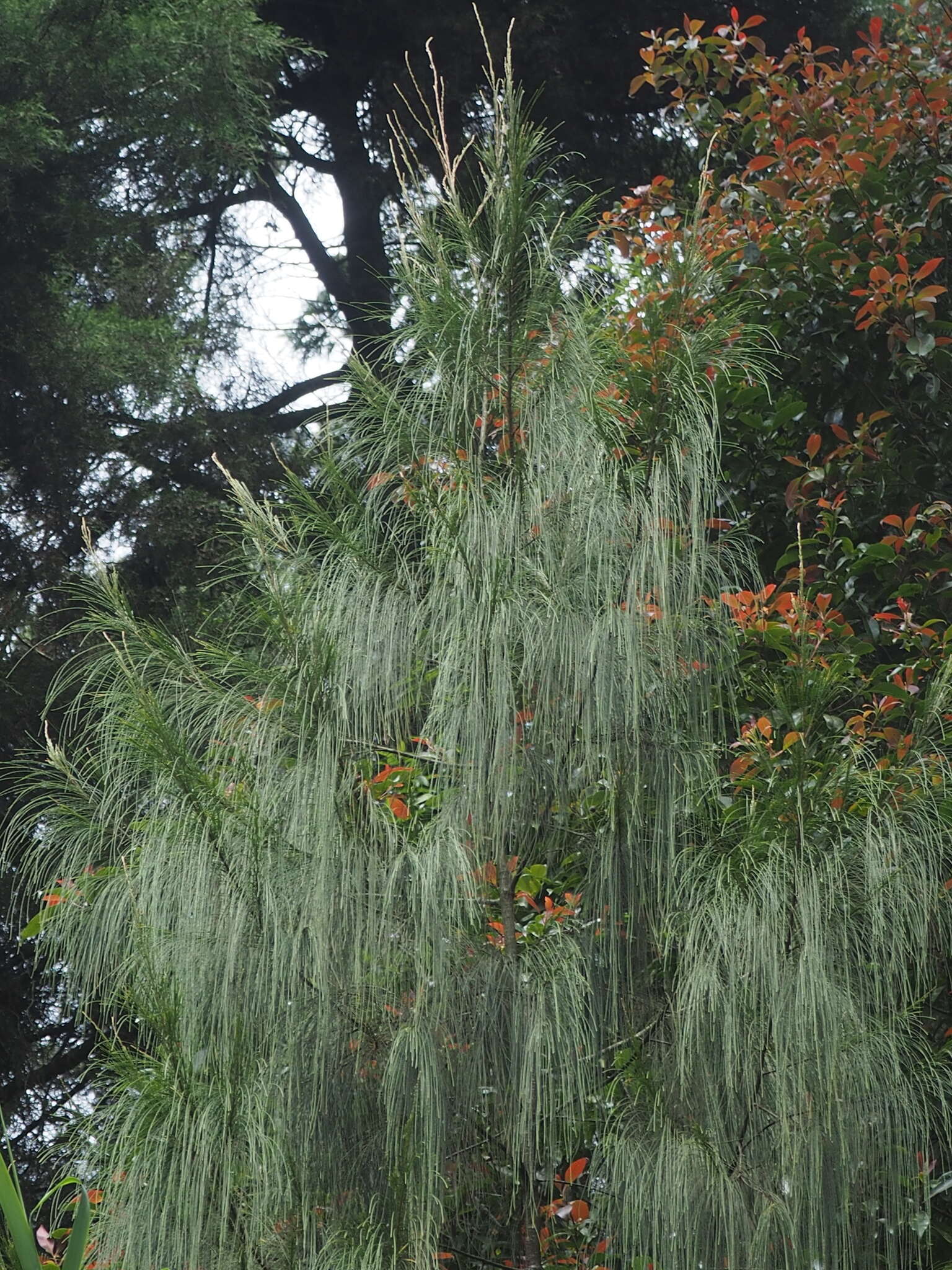 Image of Casuarina junghuhniana Miq.