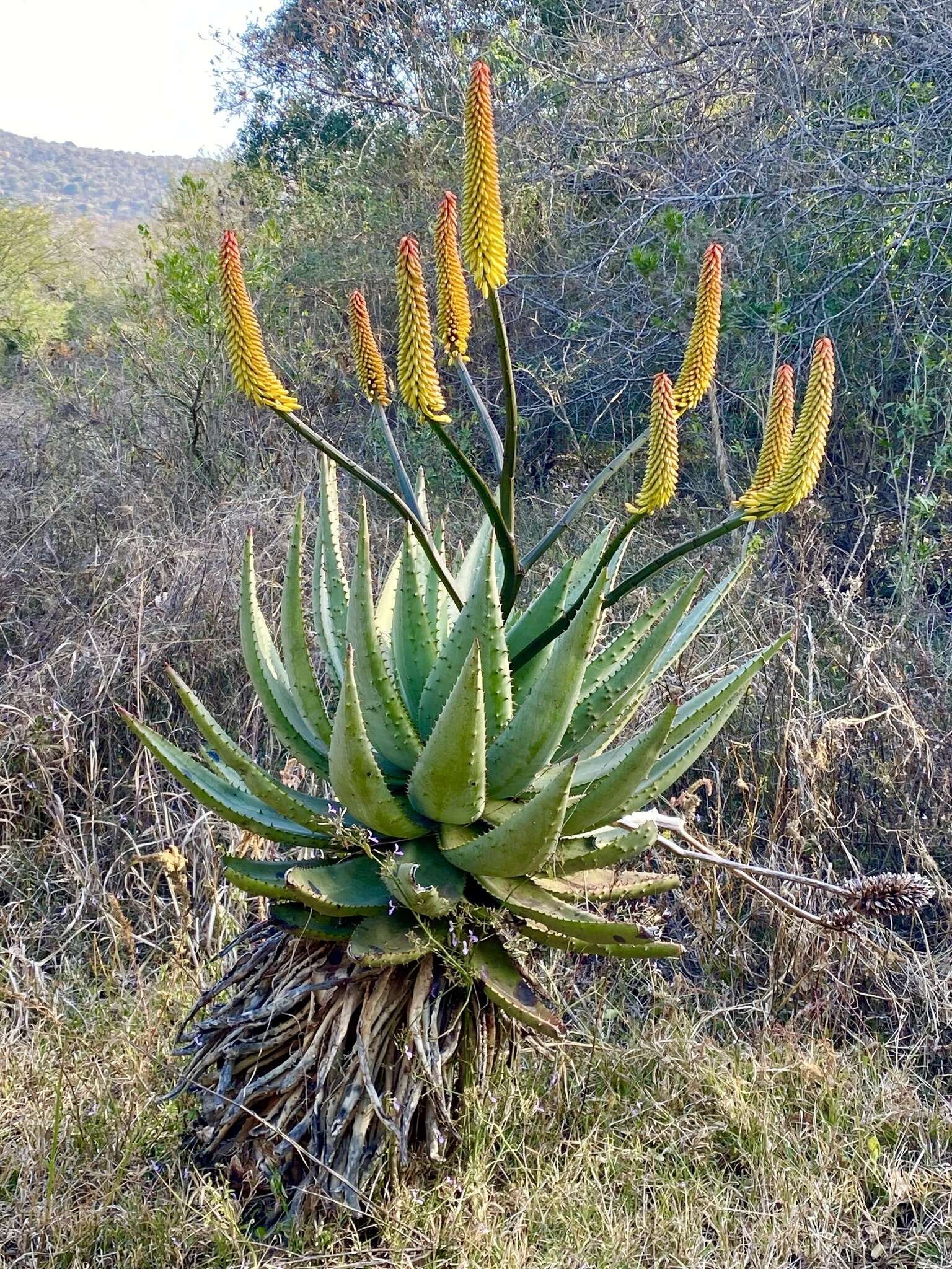Aloe spectabilis Reynolds resmi