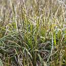 Image of Carex meridensis (Steyerm.) J. R. Starr