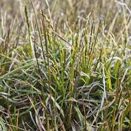 Image of Carex meridensis (Steyerm.) J. R. Starr