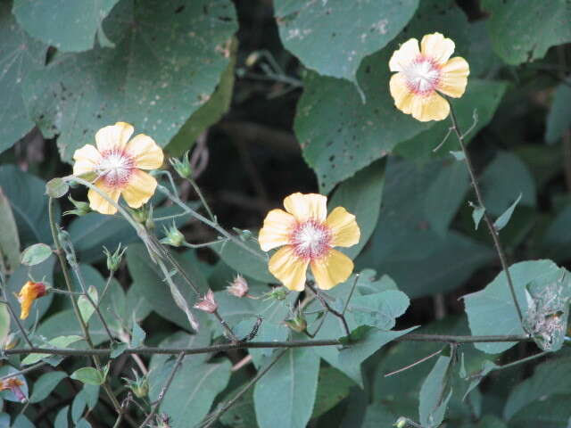 Imagem de Abutilon persicum (Burm. fil.) Merr.