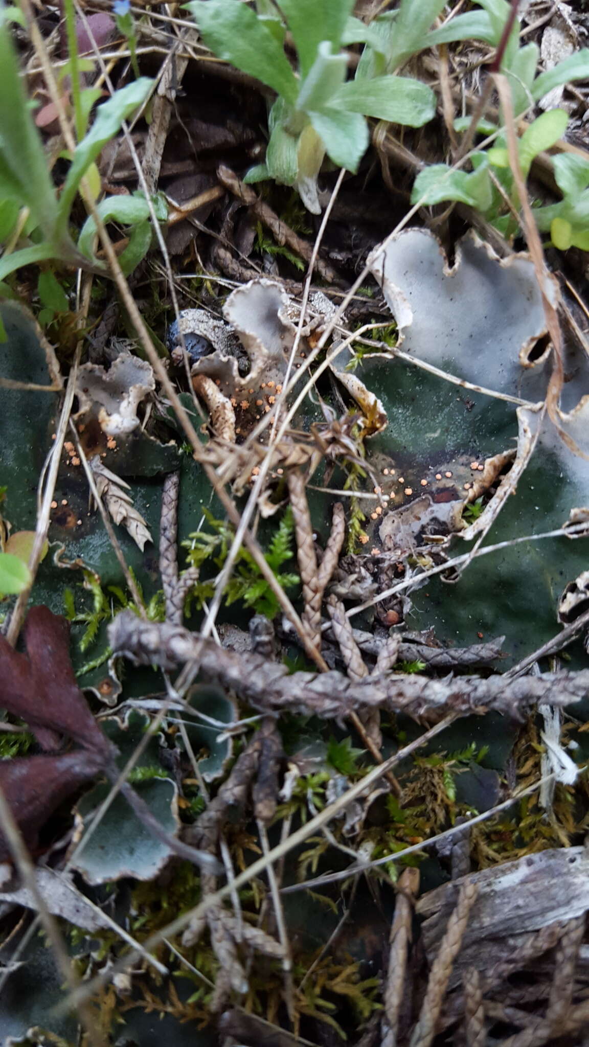 Image of illosporium lichen