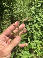 Image of Sandpaper Vervain