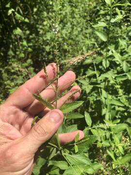 Слика од Verbena scabra Vahl