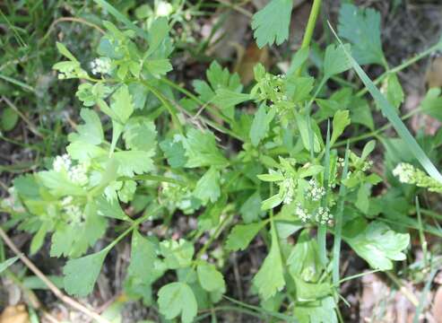 Image of celery