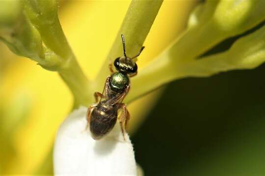 Image of Lasioglossum moearae (Pauly 1980)