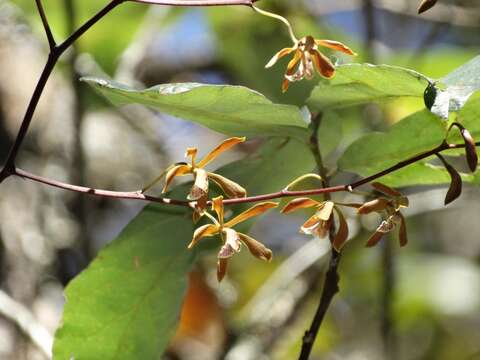 Image de Encyclia candollei (Lindl.) Schltr.