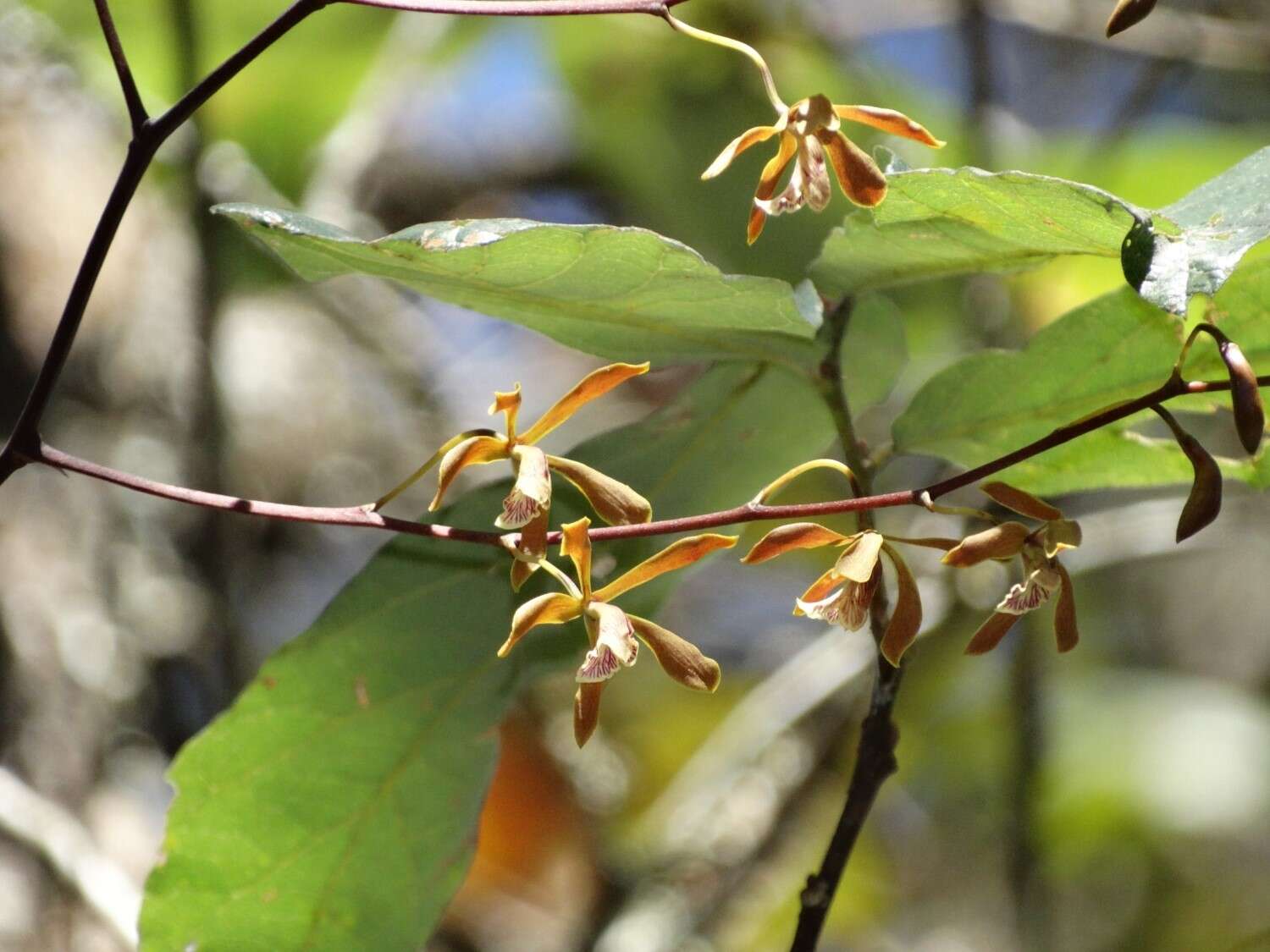 Image de Encyclia candollei (Lindl.) Schltr.