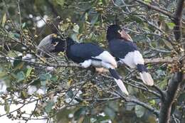 Image of White-thighed hornbill