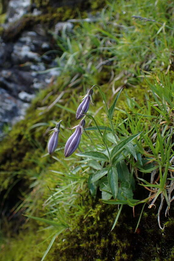 Imagem de Adenophora morrisonensis subsp. uehatae (Yamam.) Lammers