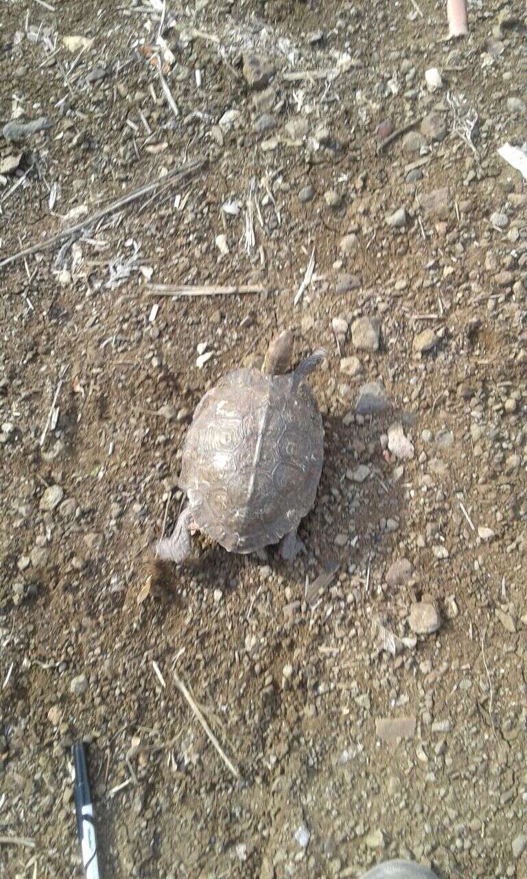 Image of Central American wood turtle