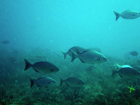 Image of Bermuda chub