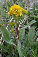 Plancia ëd Solidago compacta Turcz.