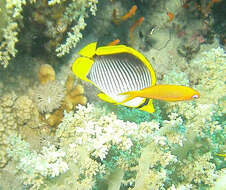 Image of Black-back Butterflyfish