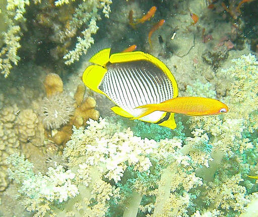 Image of Black-back Butterflyfish