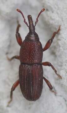 Image of Wheat weevil