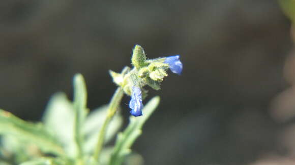 Salvia subincisa Benth. resmi