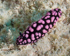 Image of Lumpy black and grey slug