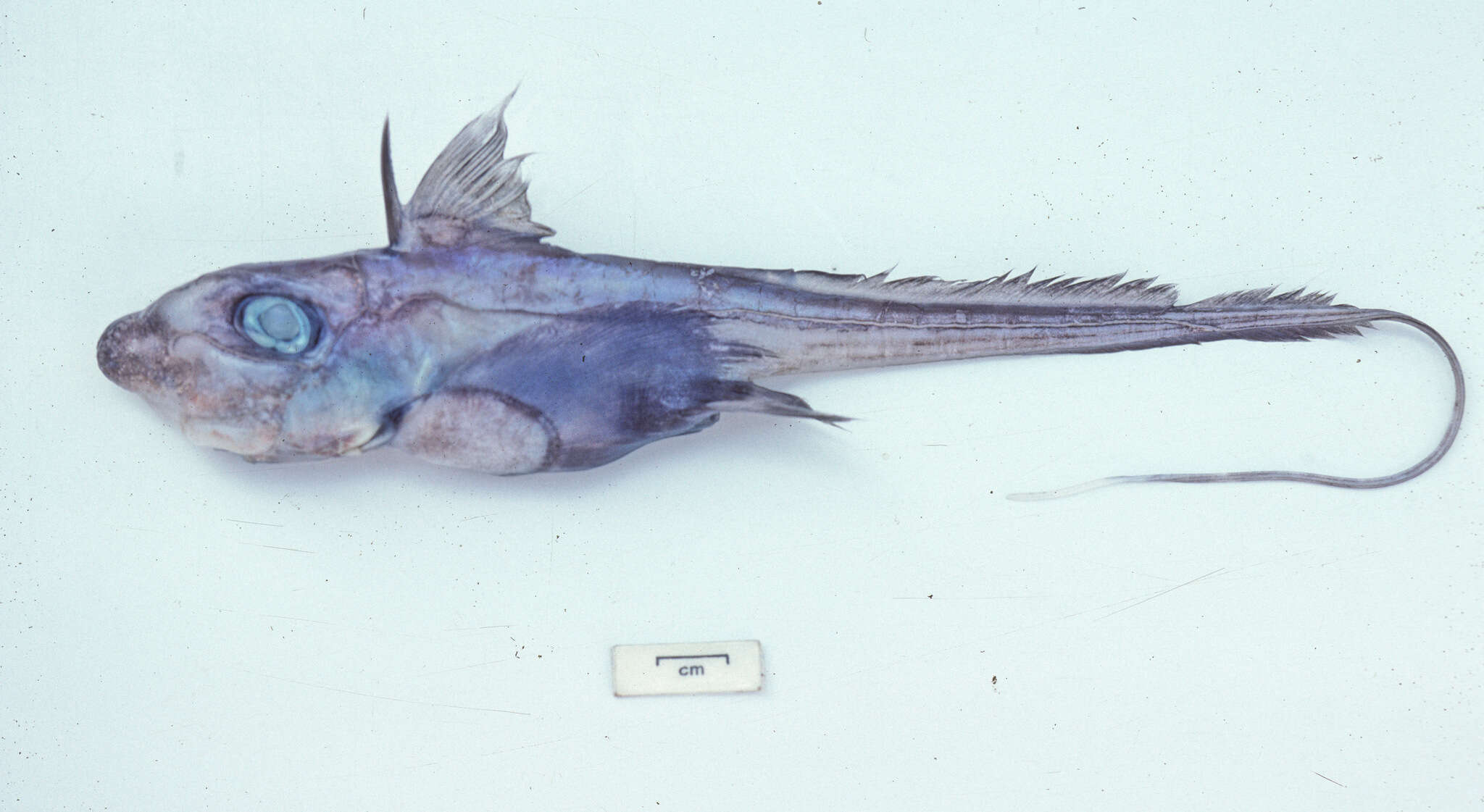 Image of Southern chimaera