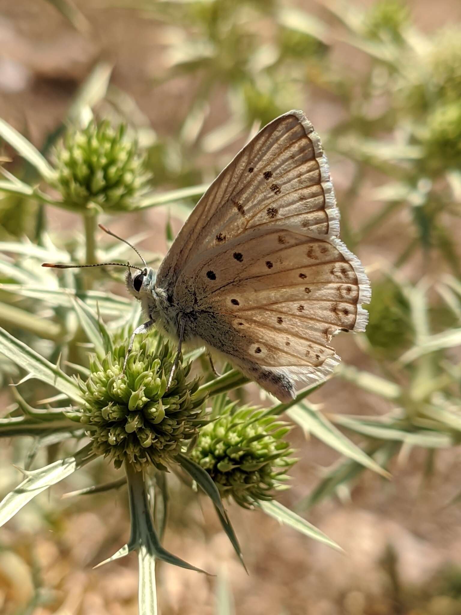 Imagem de Polyommatus albicans (Gerhard 1851)