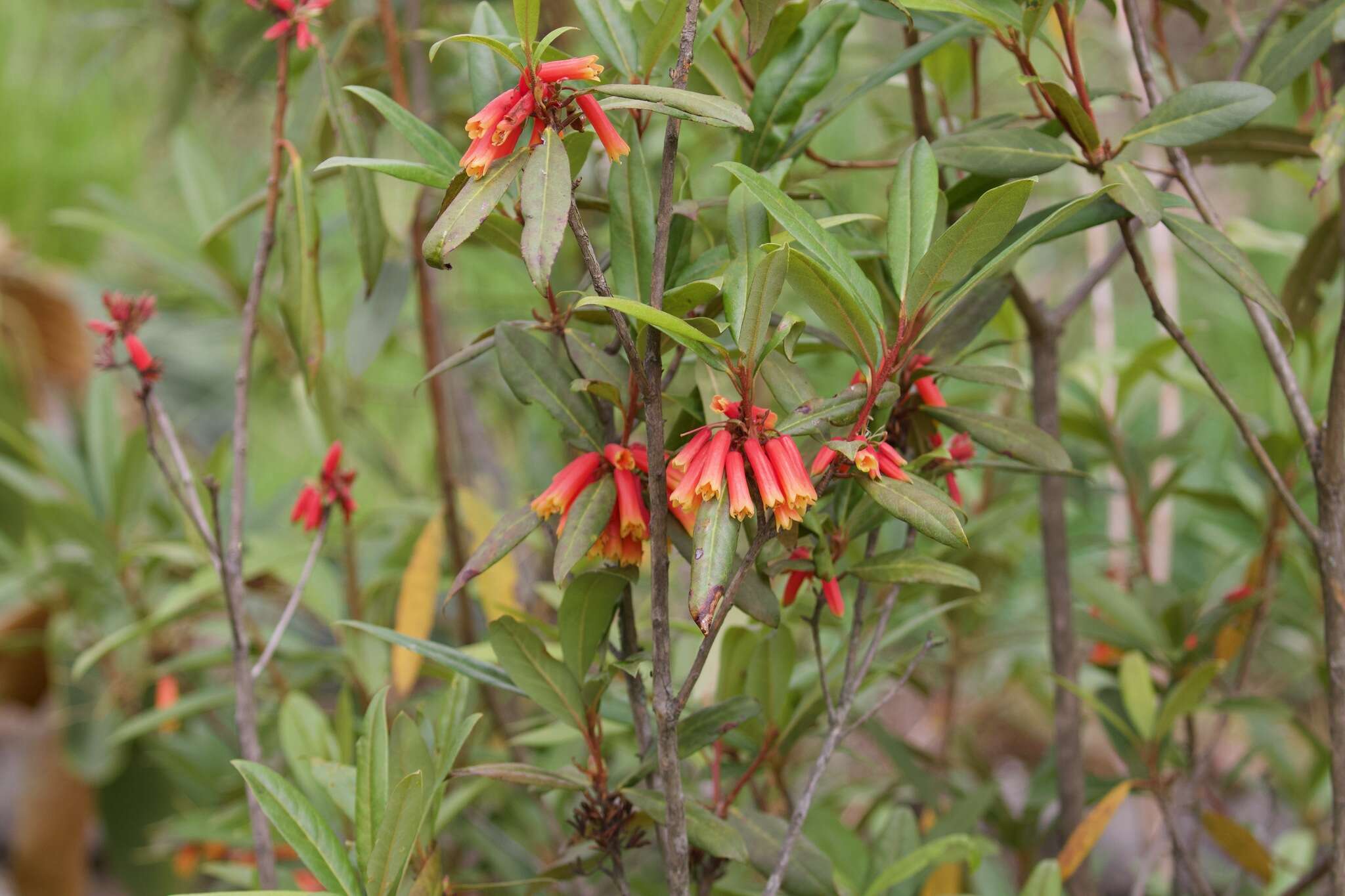 Image de Rhododendron keysii Nutt.