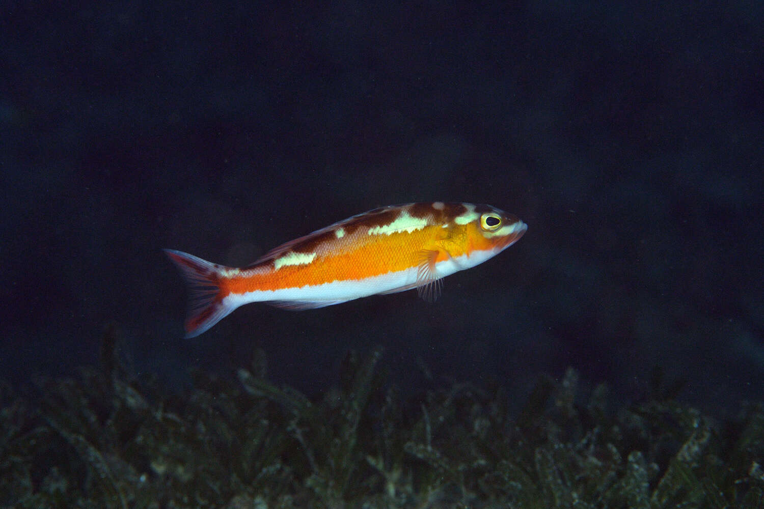 Serranus tabacarius (Cuvier 1829) resmi