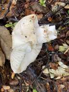 Image of Russula albolutescens McNabb 1973