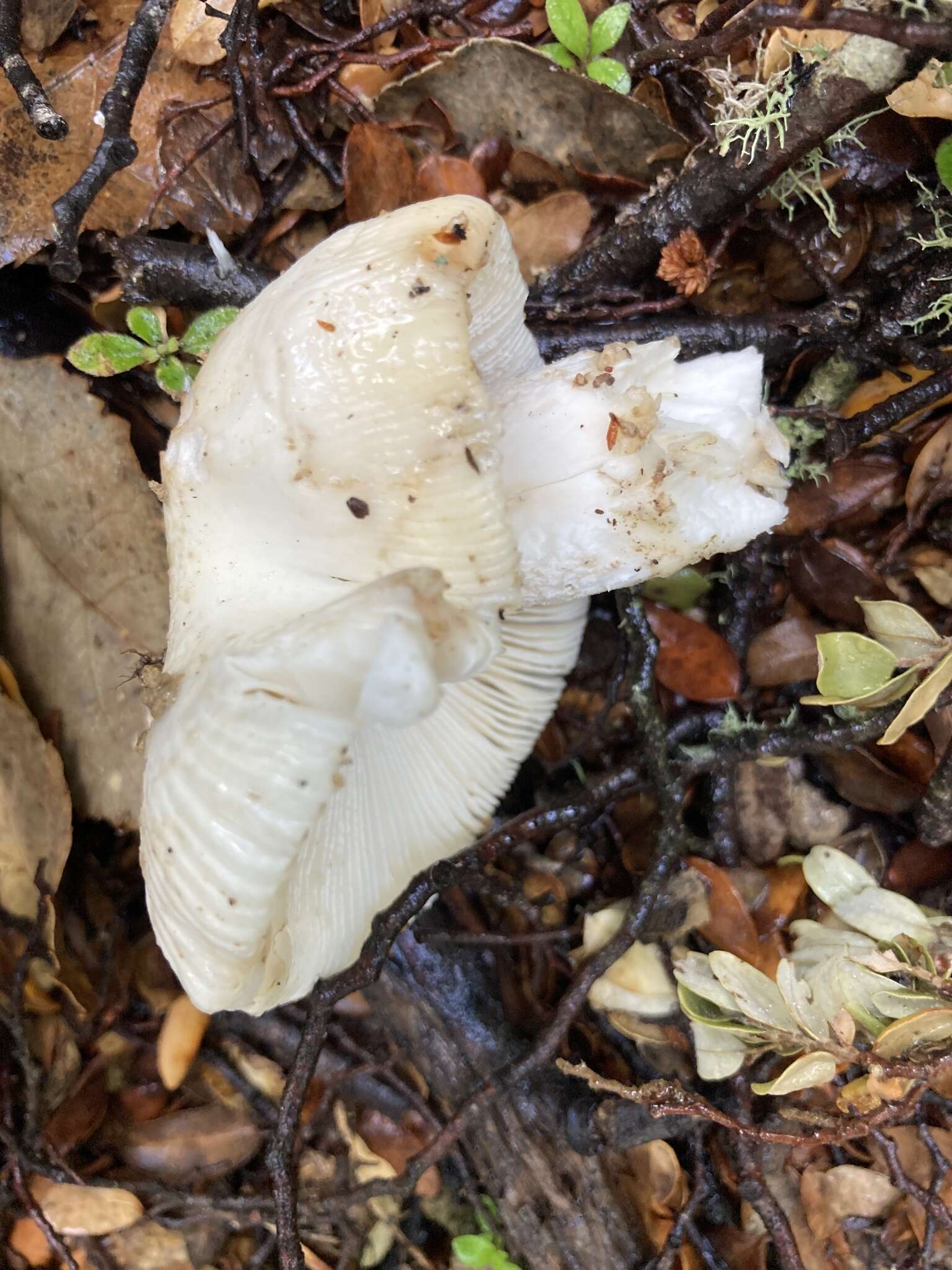 Image of Russula albolutescens McNabb 1973