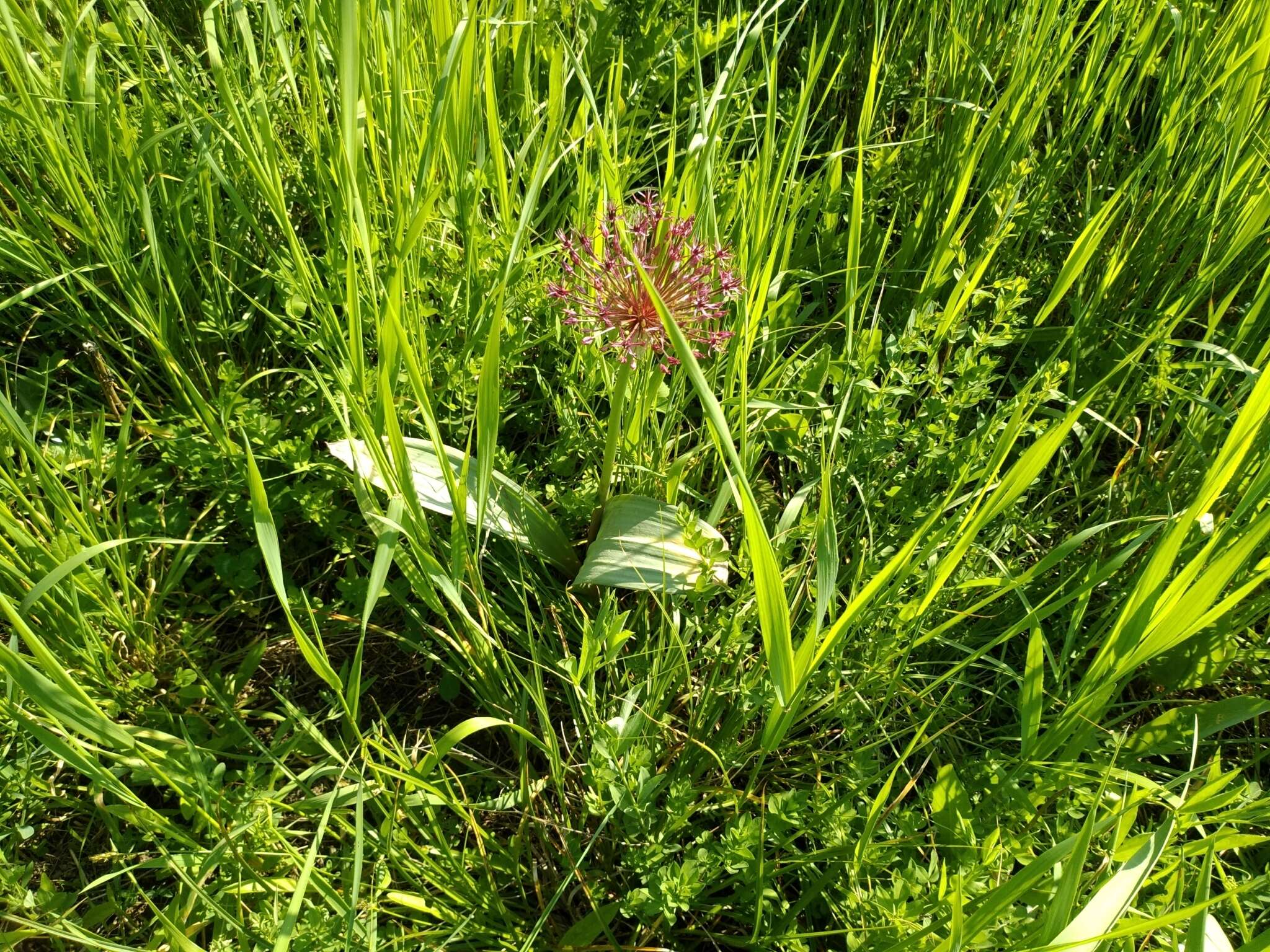 Image of Turkestan onion