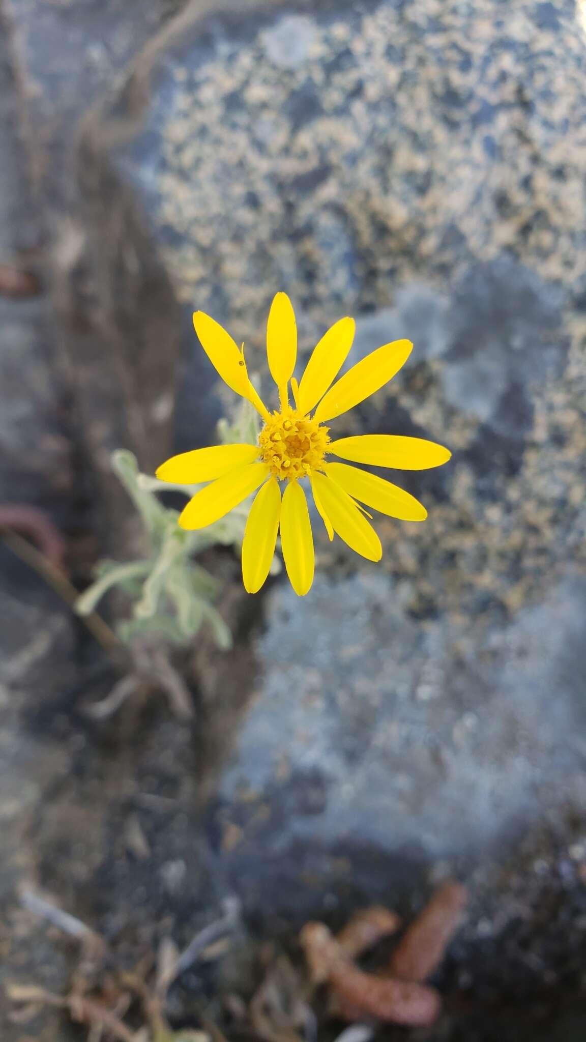 Image of Heterotheca orovillosa G. L. Nesom