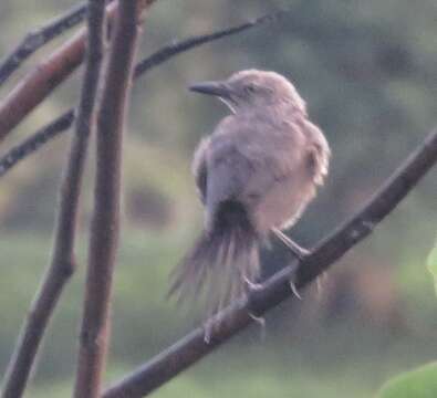 Image of Nicaraguan Grackle