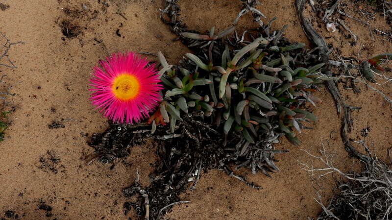 Image of Jordaaniella spongiosa (L. Bol.) H. E. K. Hartmann