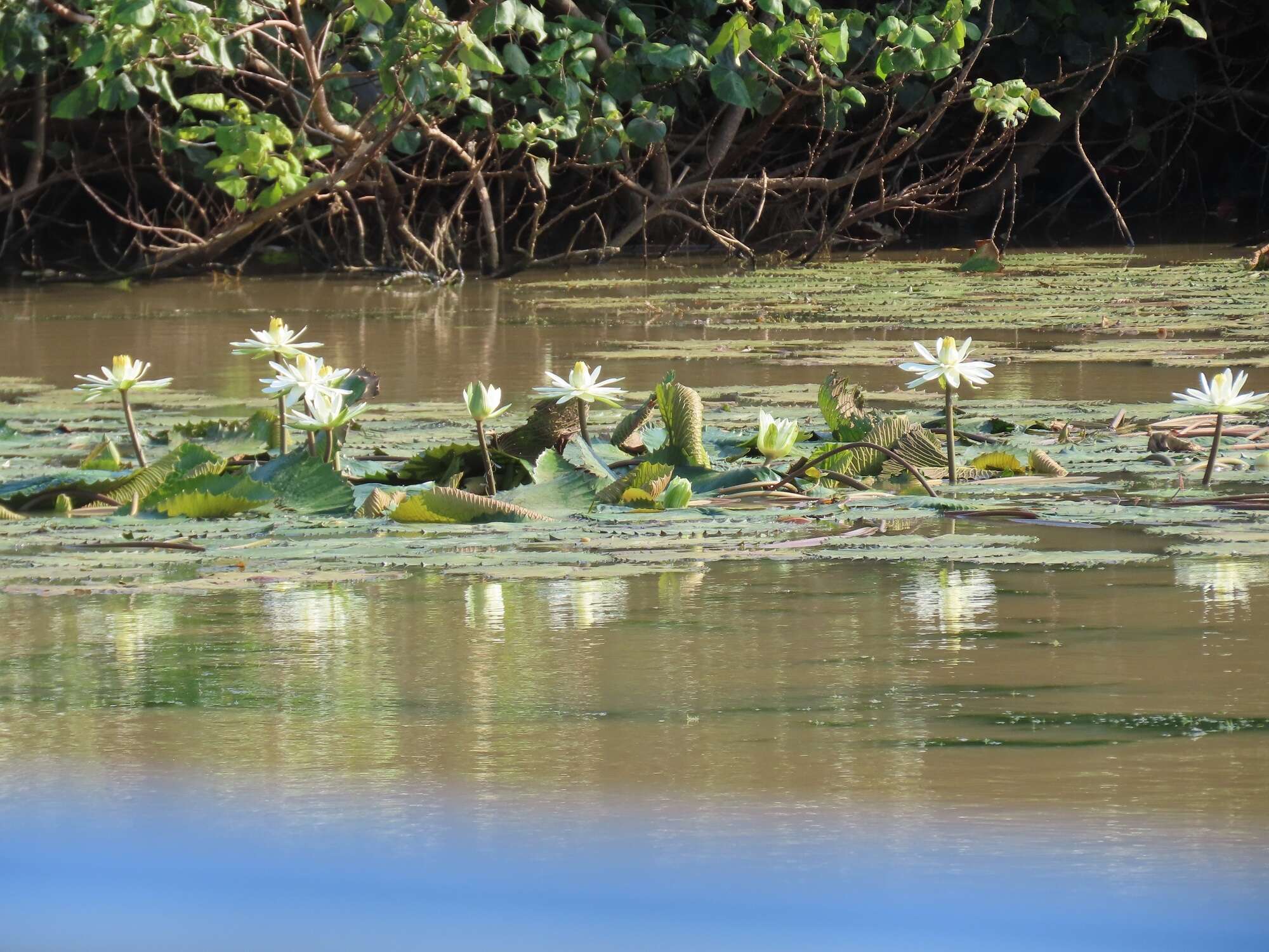 Image of Egyptian white water-lily
