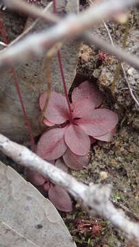 Image de Stylidium uliginosum Sw. ex Willd.