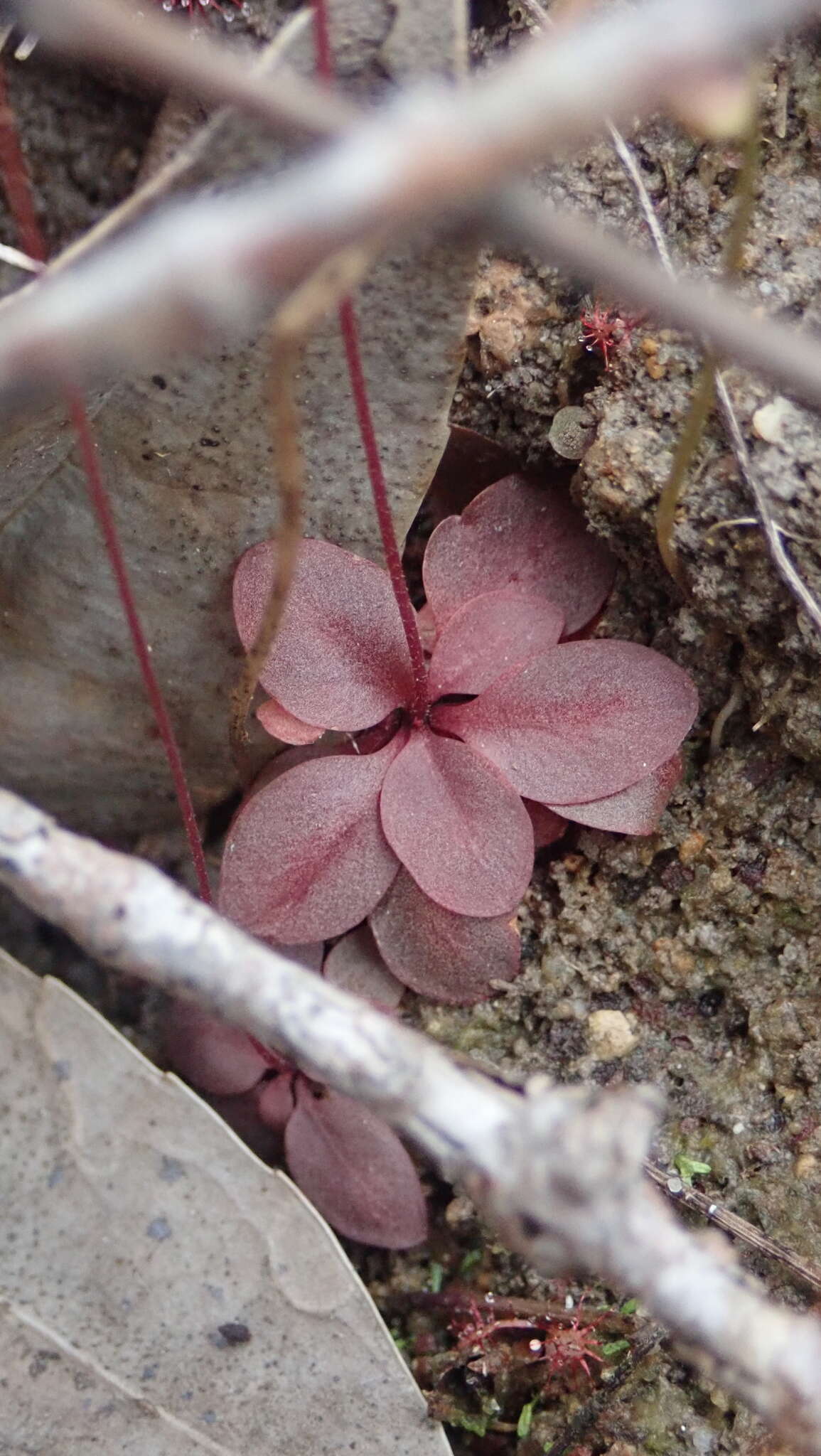 Sivun Stylidium uliginosum Sw. ex Willd. kuva