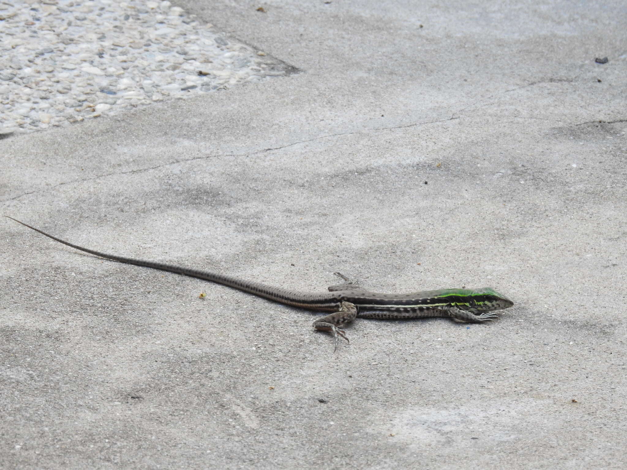 صورة Ameiva atrigularis Garman 1887