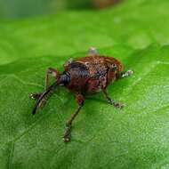 Image of Acorn weevil