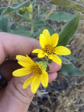 Image of little sunflower